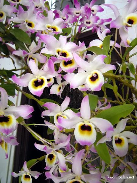 Lưu giữ và phát triển một số loài lan Hoàng thảo (Dendrobium) bản