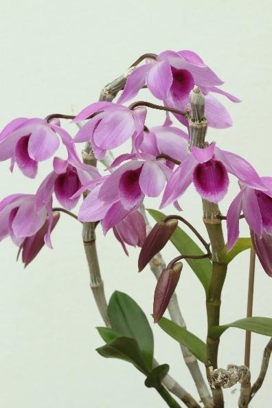 Lưu giữ và phát triển một số loài lan Hoàng thảo (Dendrobium) bản