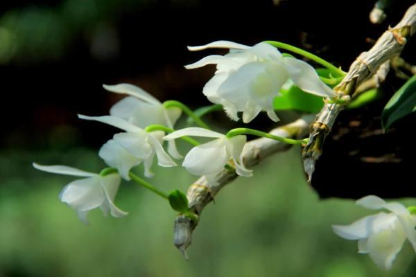 Lưu giữ và phát triển một số loài lan Hoàng thảo (Dendrobium) bản