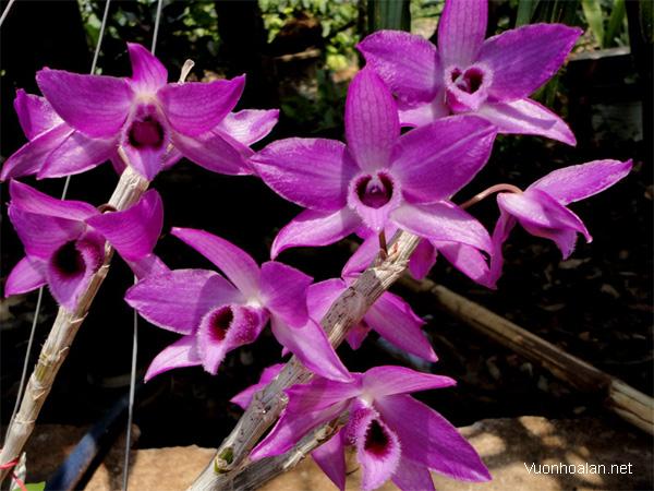 Lưu giữ và phát triển một số loài lan Hoàng thảo (Dendrobium) bản
