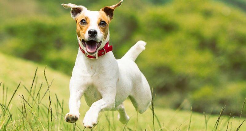 Chó sục Jack Russell Terrier- giống chó nhỏ thông minh và ranh mãnh
