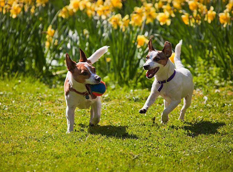 Chó sục Jack Russell Terrier- giống chó nhỏ thông minh và ranh mãnh