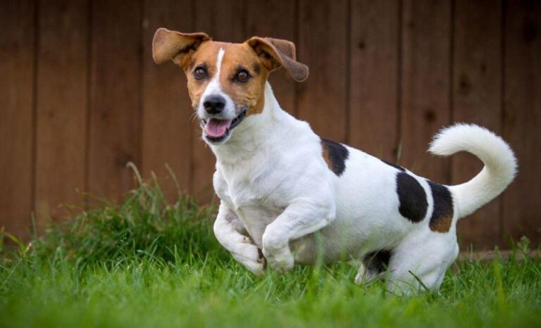 Chó sục Jack Russell Terrier- giống chó nhỏ thông minh và ranh mãnh