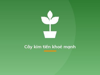 Cây kim tiền khoẻ mạnh