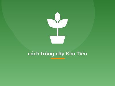 cách trồng cây Kim Tiền
