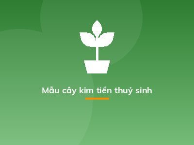 Kim Tiền thuỷ sinh, cách trồng và chăm sóc