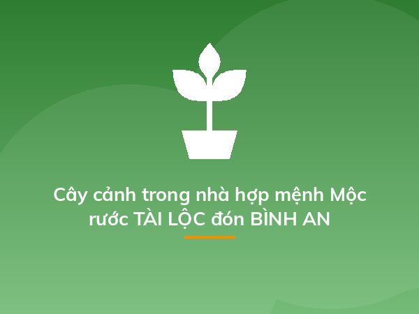 Cây cảnh trong nhà hợp mệnh Mộc rước TÀI LỘC đón BÌNH AN