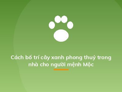 Cách bố trí cây xanh phong thuỷ trong nhà cho người mệnh Mộc