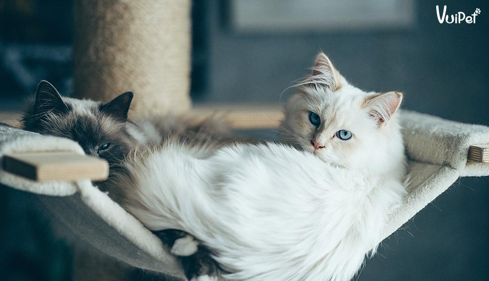 MÈO ALD | Tất tần tật đặc điểm và Giá Mèo Anh Lông Dài – VuiPet
