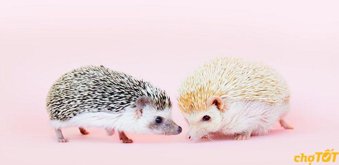 Ngoại hình nhím kiểng nhỏ bé đáng yêu