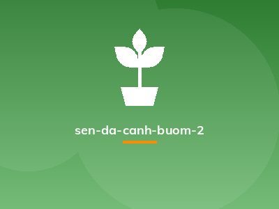 sen-da-canh-buom-2