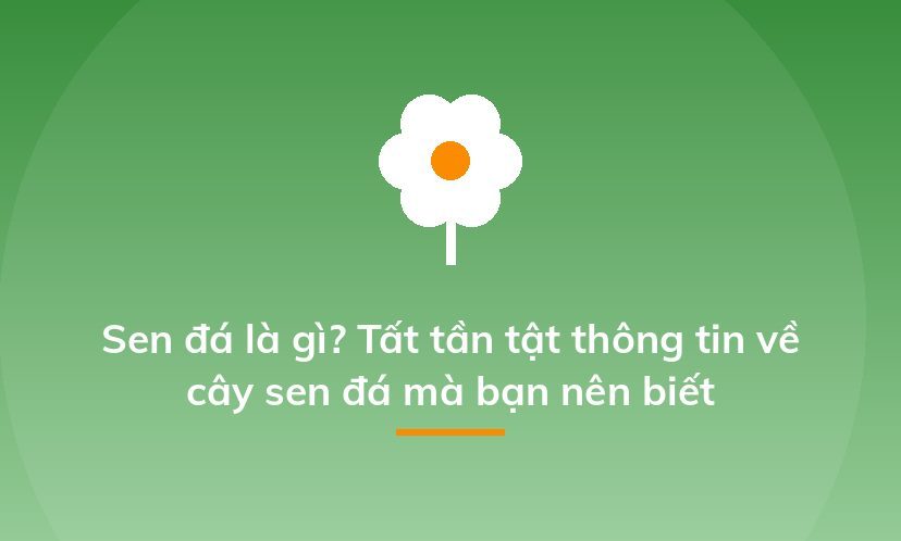Sen đá là gì? Tất tần tật thông tin về cây sen đá mà bạn nên biết