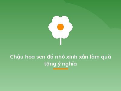 Chậu hoa sen đá nhỏ xinh xắn làm quà tặng ý nghĩa