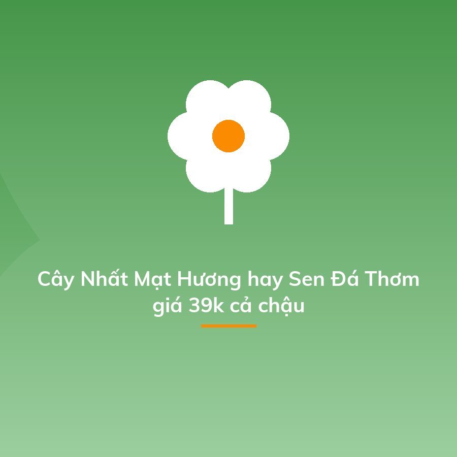 Cây Nhất Mạt Hương hay Sen Đá Thơm giá 39k cả chậu