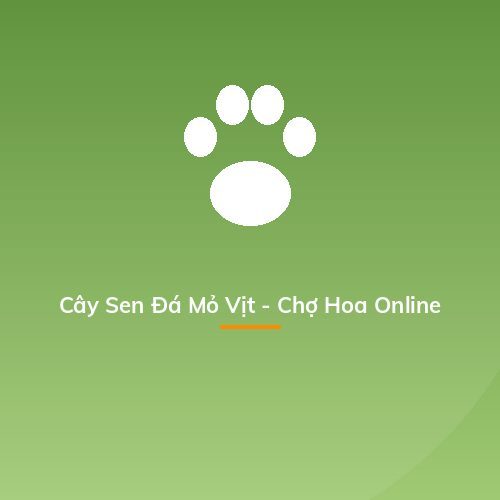 Cây Sen Đá Mỏ Vịt - Chợ Hoa Online