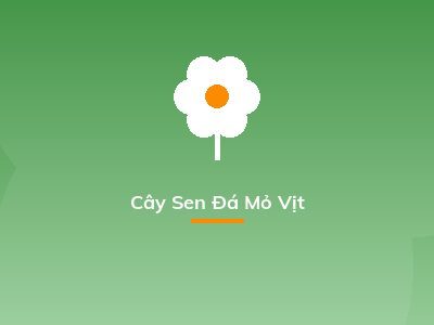 Cây Sen Đá Mỏ Vịt