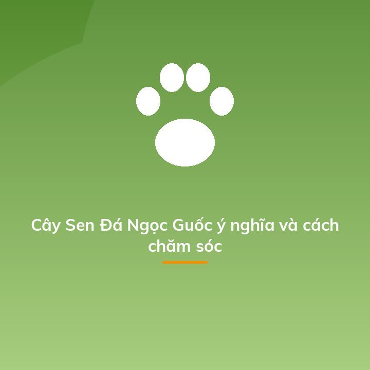 Cây Sen Đá Ngọc Guốc ý nghĩa và cách chăm sóc