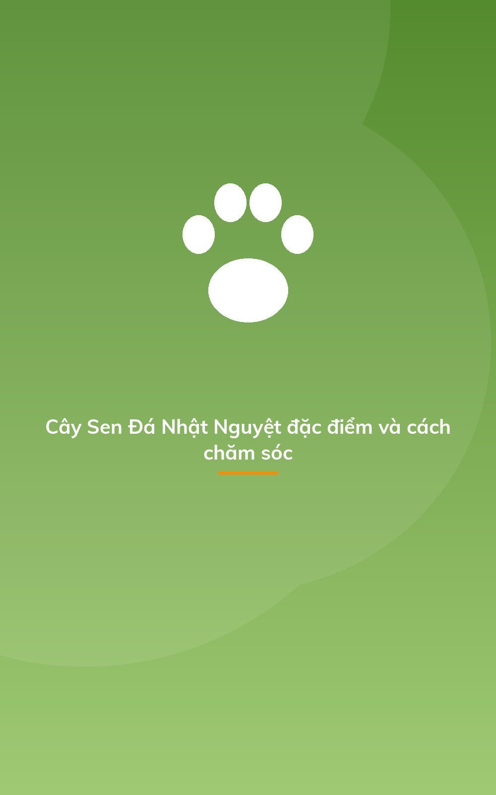 Cây Sen Đá Nhật Nguyệt đặc điểm và cách chăm sóc
