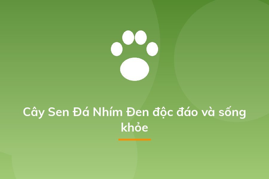 Cây Sen Đá Nhím Đen độc đáo và sống khỏe