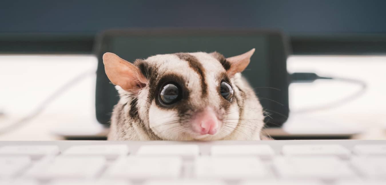 Giá Sóc Bay Úc bao nhiêu?