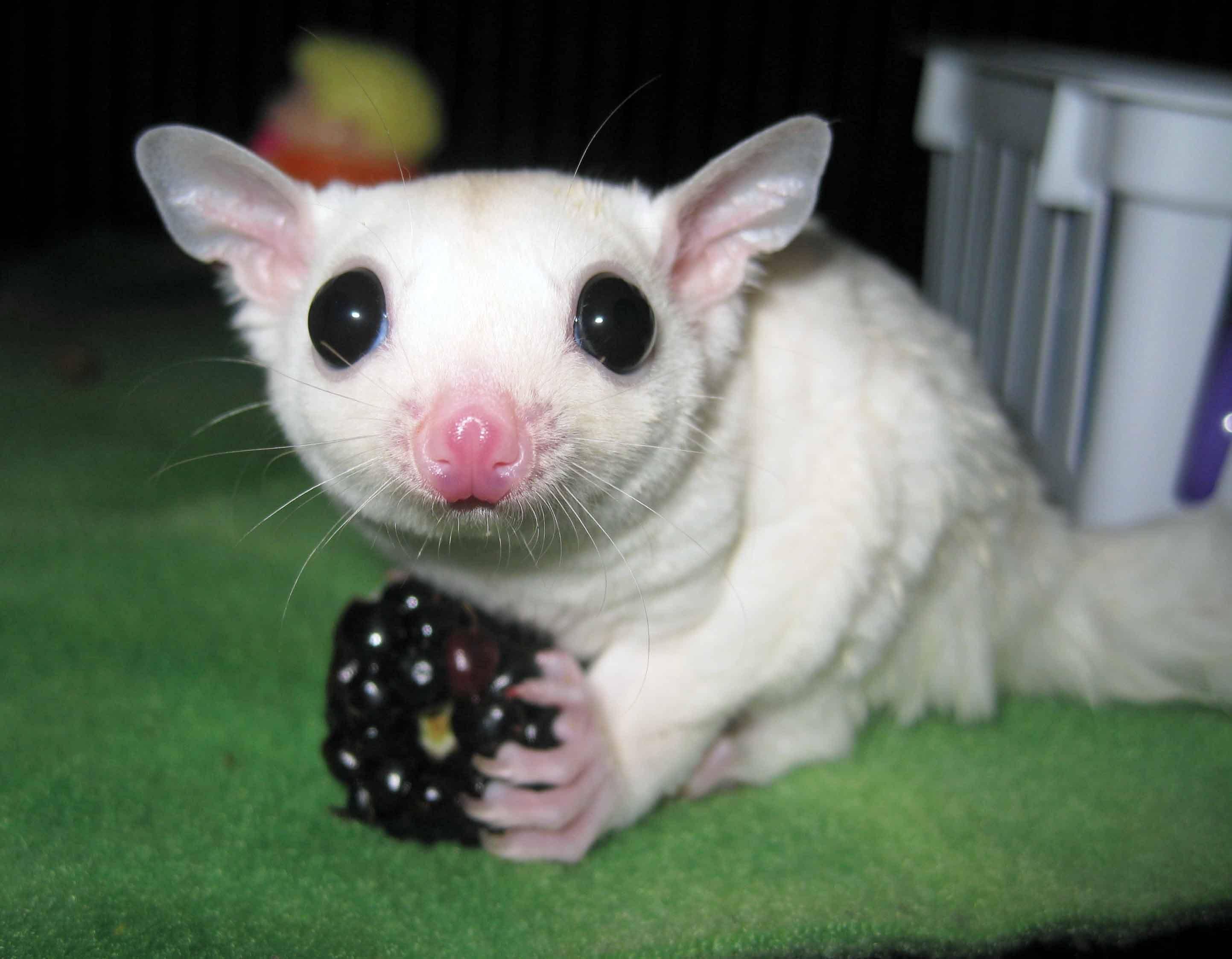 Sóc Bay Úc trắng mắt đen - Lucy Sugar Glider