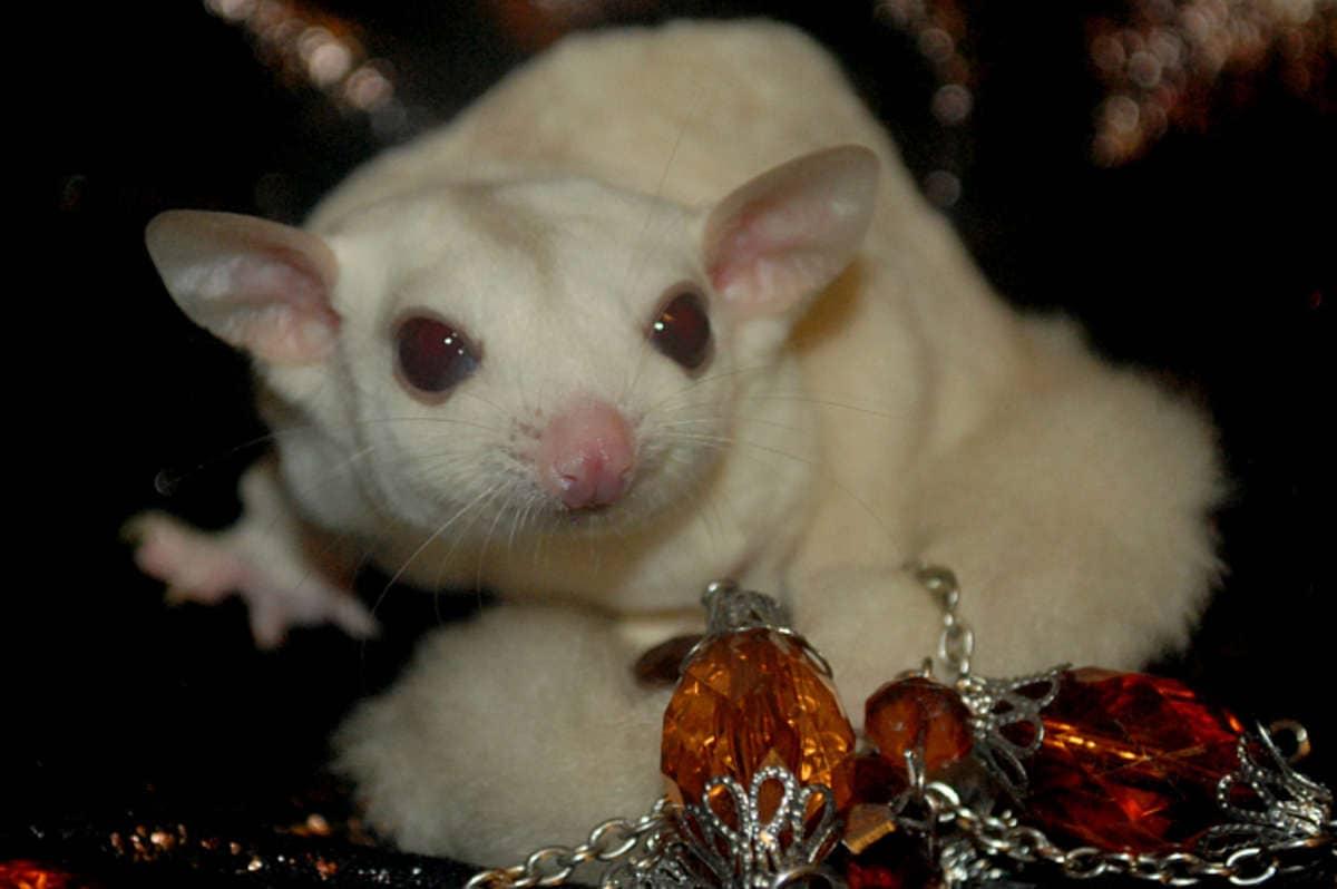 Sóc Bay Úc kem - Creamino Sugar Glider