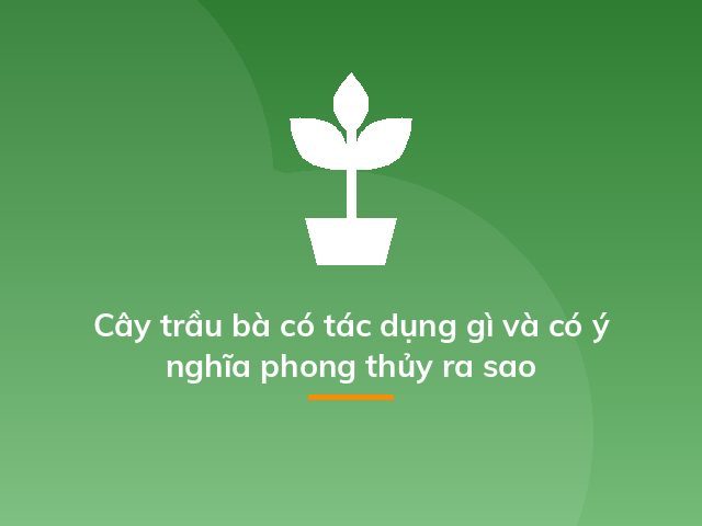 Cây trầu bà có tác dụng gì và có ý nghĩa phong thủy ra sao
