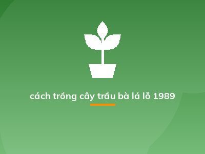 cách trồng cây trầu bà lá lỗ 1989