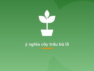 ý nghĩa cây trầu bà lỗ