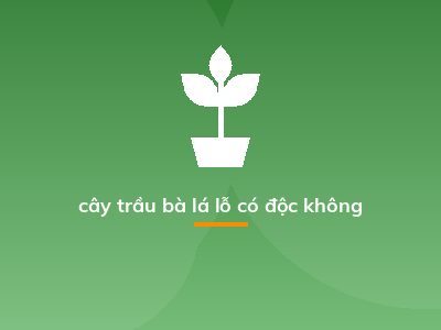 cây trầu bà lá lỗ có độc không