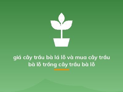 giá cây trầu bà lá lỗ và mua cây trầu bà lỗ trồng cây trầu bà lỗ