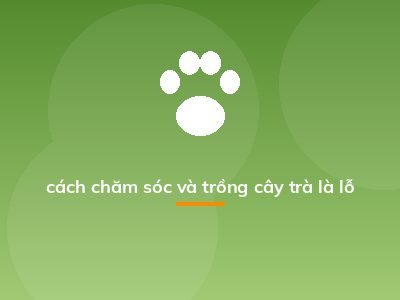 cách chăm sóc và trồng cây trà là lỗ