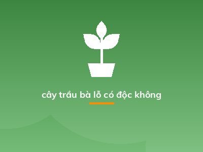 cây trầu bà lỗ có độc không