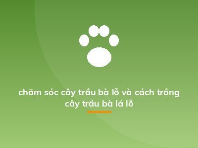 chăm sóc cây trầu bà lỗ và cách trồng cây trầu bà lá lỗ
