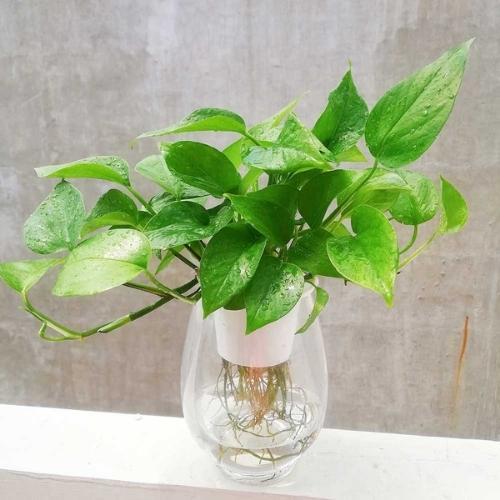 Cách trồng và chăm sóc cây trầu bà thủy sinh xanh mướt quanh năm