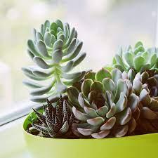 Cách trồng sen đá đơn giản nhưng có thể bạn chưa biết