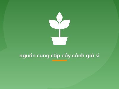 nguồn cung cấp cây cảnh giá sỉ
