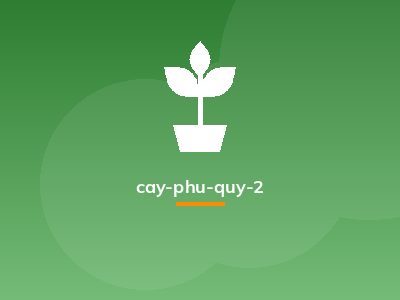 cay-phu-quy-2