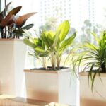 Tuổi Mùi Hợp Cây Gì - Cây Phong Thủy Giúp Thu Hút Tài Lộc, May