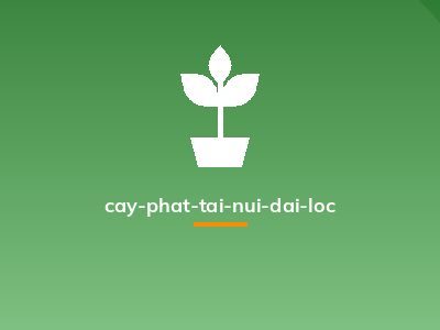 cay-phat-tai-nui-dai-loc