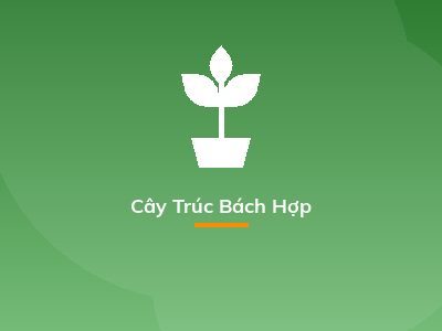 Cây Trúc Bách Hợp