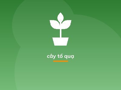 cây tổ quạ