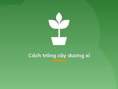 Cách trồng cây dương xỉ