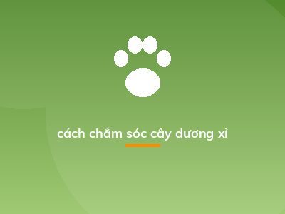 cách chắm sóc cây dương xỉ