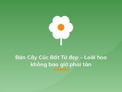 Bán Cây Cúc Bất Tử đẹp – Loài hoa không bao giờ phai tàn