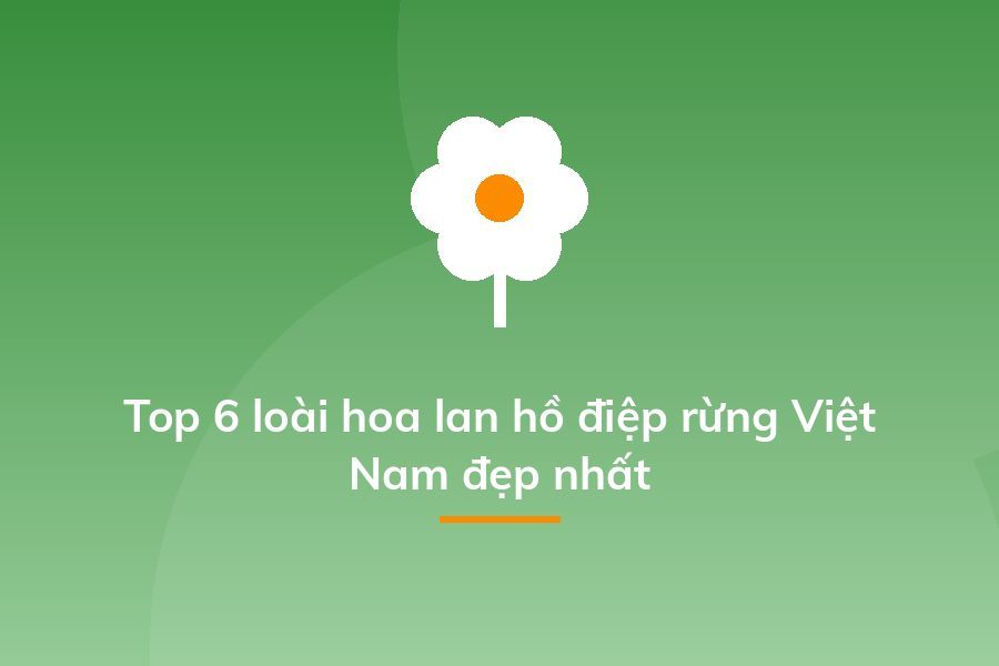 Top 6 loài hoa lan hồ điệp rừng Việt Nam đẹp nhất