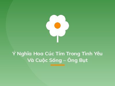 Ý Nghĩa Hoa Cúc Tím Trong Tình Yêu Và Cuộc Sống – Ông Bụt