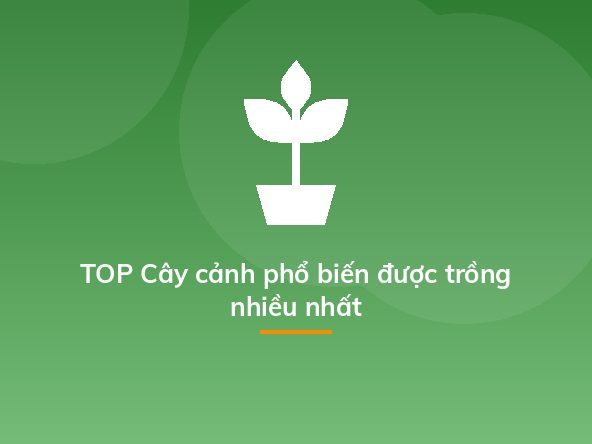 TOP Cây cảnh phổ biến được trồng nhiều nhất