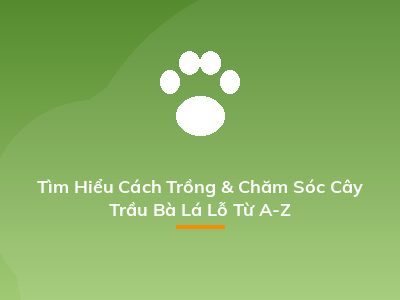Tìm Hiểu Cách Trồng & Chăm Sóc Cây Trầu Bà Lá Lỗ Từ A-Z