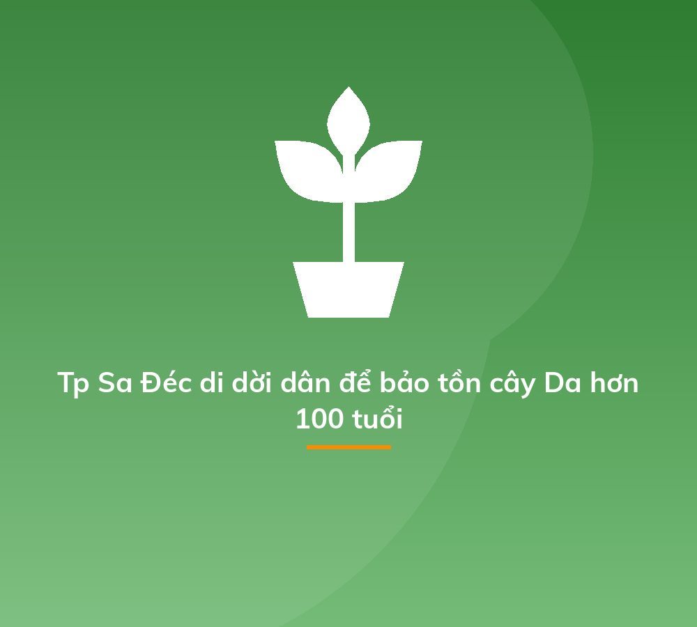 Tp Sa Đéc di dời dân để bảo tồn cây Da hơn 100 tuổi